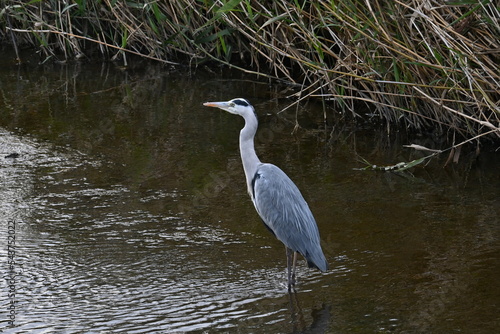 A gray heron resting quietly on the river bank.