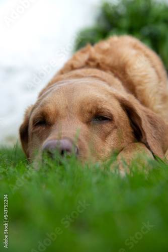 Close up Labrador retriever dog fast asleep on grass