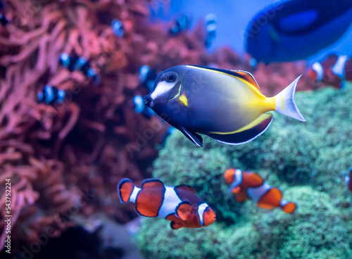 A Powder Brown Tang (Acanthurus japonicus)  swims together with several clown fish in the background.   photo