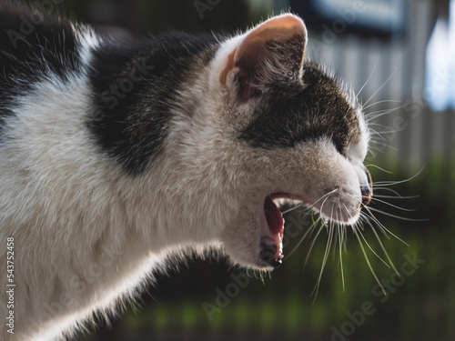 Foto gähnende Katze von der Seite