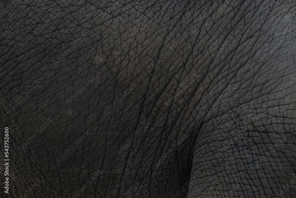 Close up of elephants Skin texture Close up of elephants Skin texture