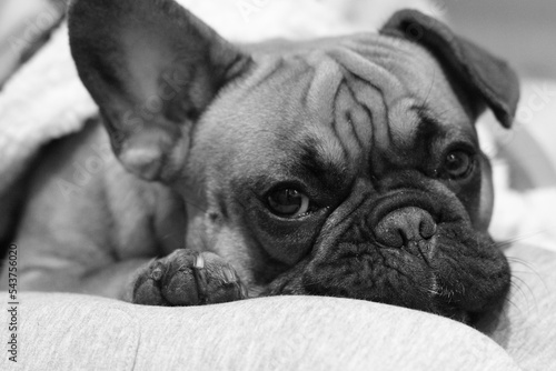 Sad french bulldog with his beloved owner. Black and white photography.