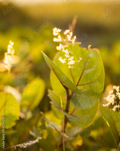 Close-up of beach dune plant leaves and sea oats blowing in the wind.
