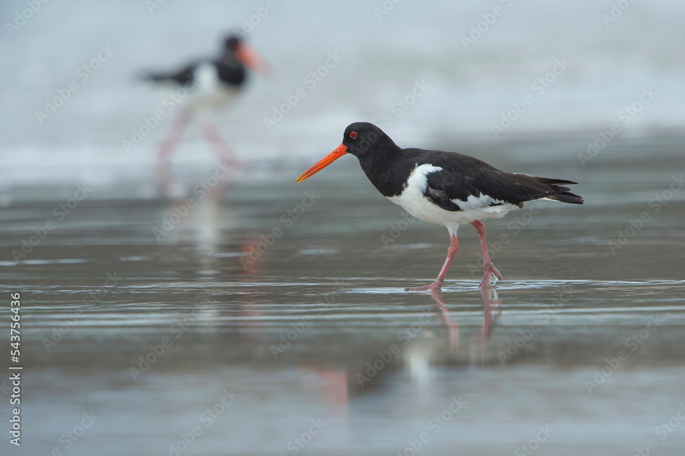 Eurasian Oystercatcher (Haematopus ostralegus) adult walking across the shoreline on the beach with another one in the background Eurasian Oystercatcher (Haematopus ostralegus) adult walking across the shoreline on the beach with another one in the background