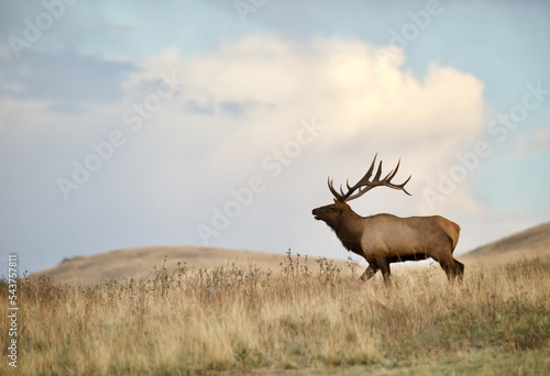 Rocky Mountain Elk in prairie grassland habitat during autumn rut / hunting season photo
