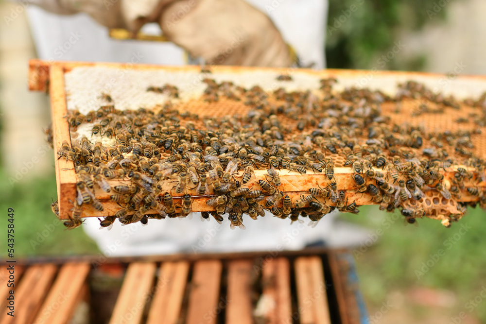 A beehive with bees. Close up macro. A beehive with bees. Close up macro.