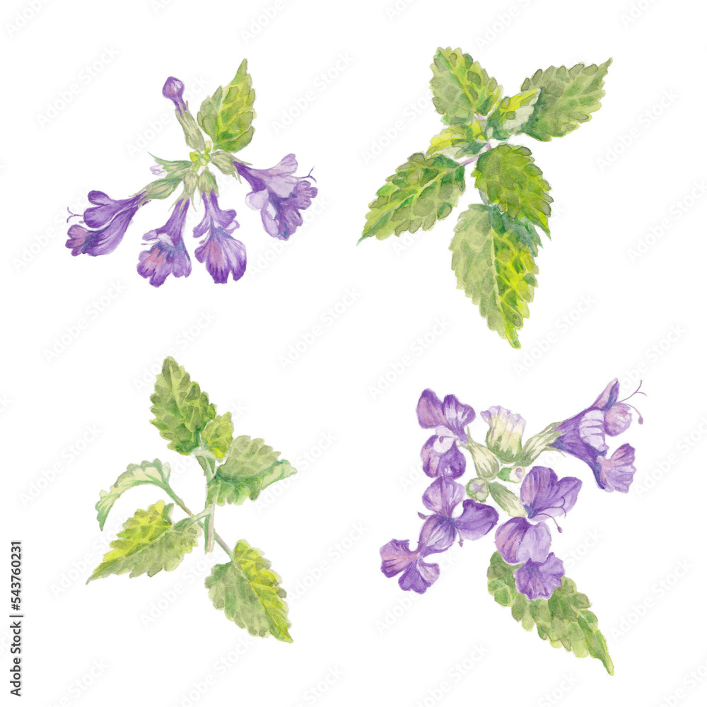 hand painted watercolor illustrations of nepeta catmint, isolated on white background - obrazy, fototapety, plakaty 