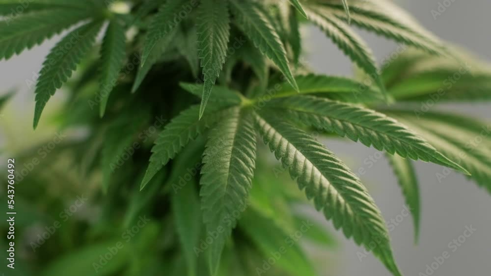 Cannabis bloom, marijuana field Organic grow of cannabis for medical use. Cannabis bloom, marijuana field Organic grow of cannabis for medical use.