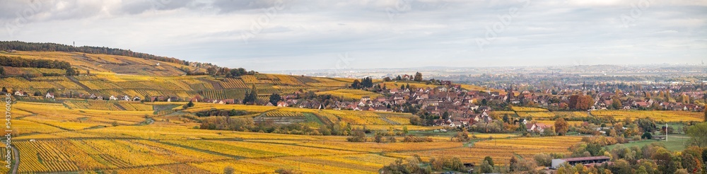 autumnal view of the alsace vineyards autumnal view of the alsace vineyards