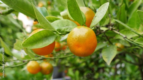 神社に植えられたきれいに色づいた柑橘の実