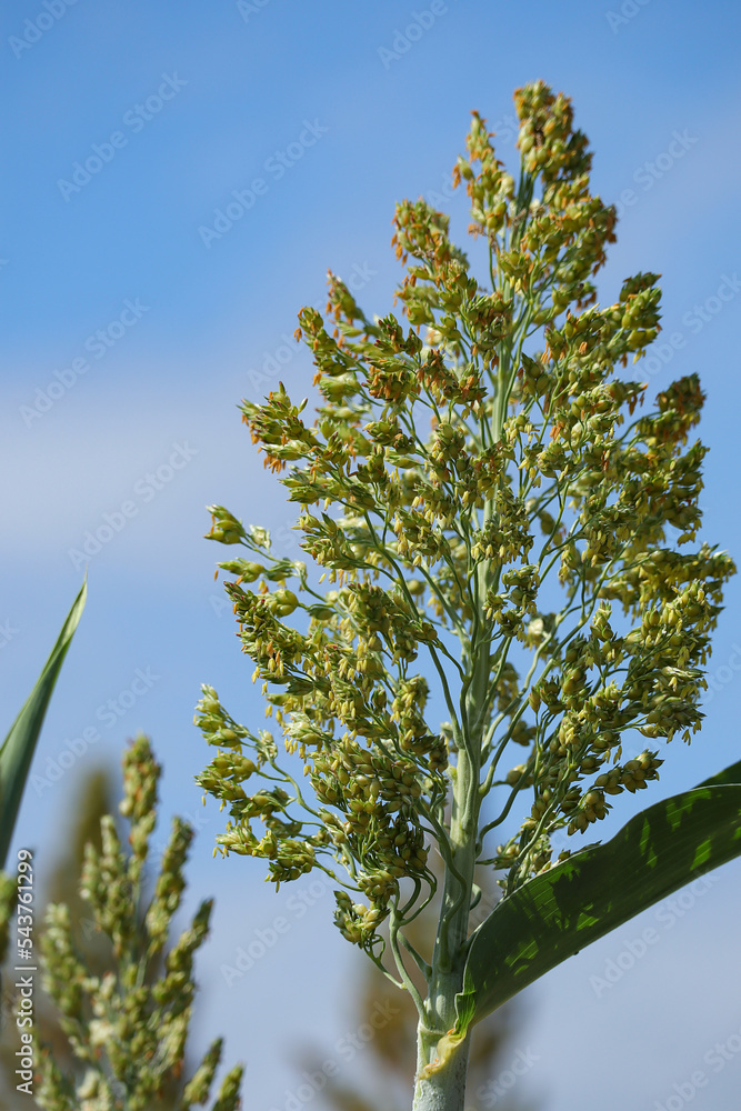 Millet plantations in the field. Close up field of Sorghum or Millet ...