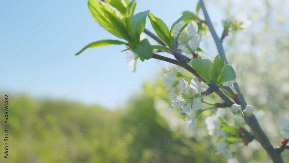Cherry leaves in the wind. White spring flowers on blured background. Close up. Cherry leaves in the wind. White spring flowers on blured background. Close up.