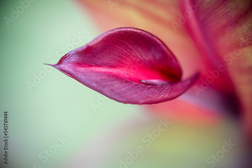 Red canna lily leaf