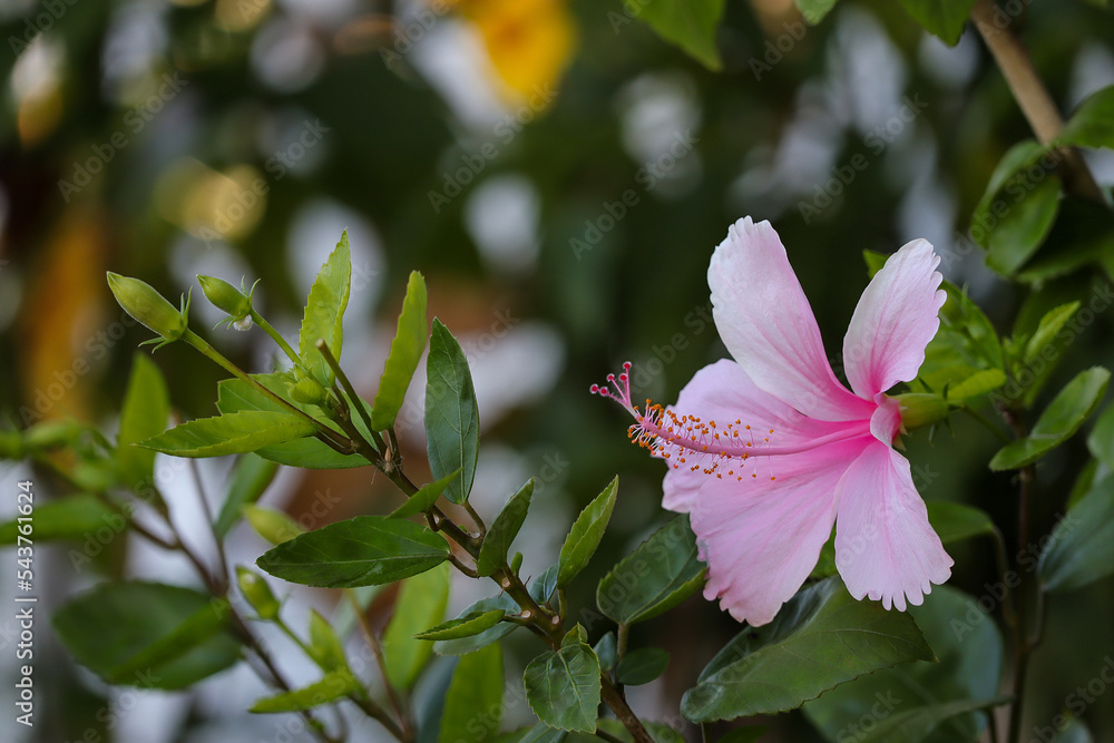 A beautiful pink Hibiscus flower in the garden.