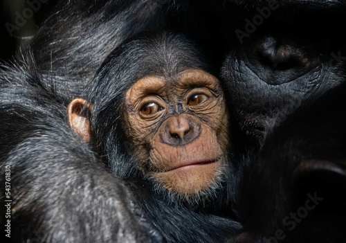 Fotografiet Chimpanzee with mother