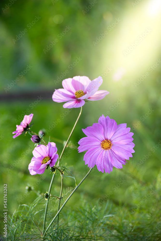 Summer flowers pink Cosmea flower - in Latin Cosmos Bipinnatus Summer flowers pink Cosmea flower - in Latin Cosmos Bipinnatus