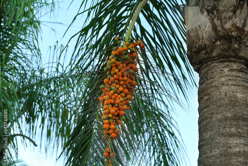 Butia palm with growing fruits, bottom view photo