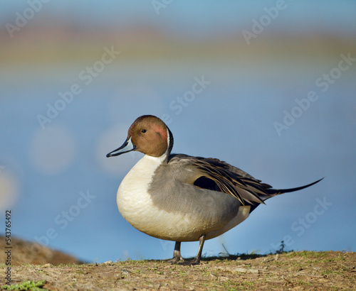 Northern Pintail drake in full breeding plumage standing on shore photo