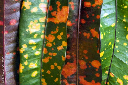 Closeup of beautiful fresh croton leaves with a colorful patterns