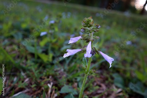 purple Lyreleaf Sage flower
