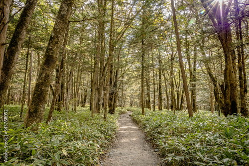 Kamikochi's hiking trail that walks through a nature trail in the heart of the Japanese mountains with the beauty of pines and mature trees changing their colors in the fall.