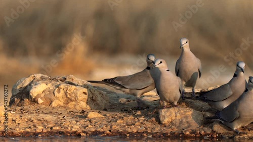 Cape Turtle Dove, or streptopelia capicola, drinking water in a waterhole in Kgalagadi Transfrontier Park, South Africa