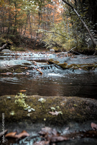 stream in autumn woods