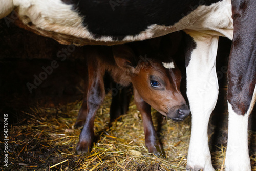 Defocus portrait of cow with baby calf standing in barn with hay. Brown chocolate baby cow calf standing at farm countryside and looking at camera. Surprised or scared. Out of focus photo