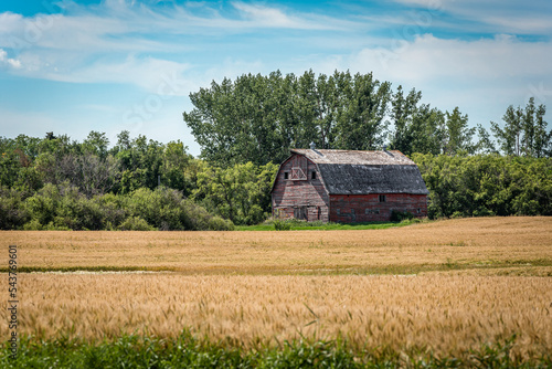 A red barn on the prairies in Saskatchewan with a wheat field ready for harvest in the foreground