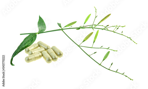 Andrographis paniculata nees capsules with leaf on white background.