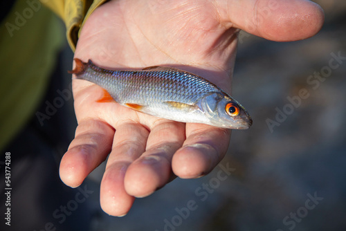 fish in hand