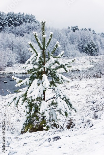 The trees in the forest near the river are completely covered with snow after a snowfall.