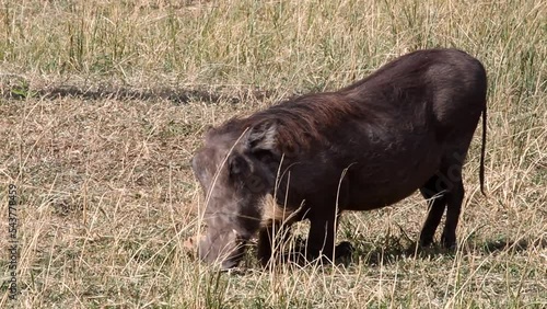 The warthog grazes in the savanna on his knees. Masai Mara, Kenya