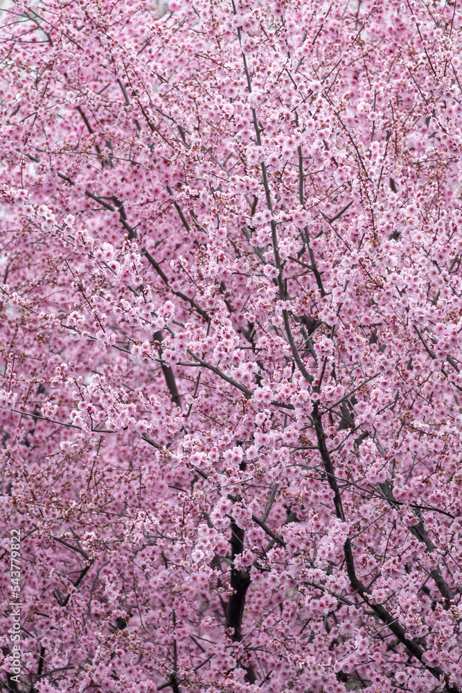 Close-up of a beautiful pink cherry flower in full blossom during spring time Close-up of a beautiful pink cherry flower in full blossom during spring time