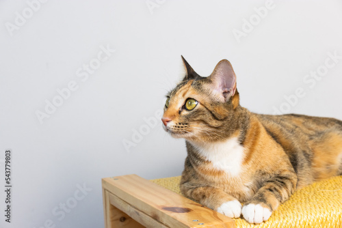 three color cat on the wooden toy laying down in fromt of the whitte background