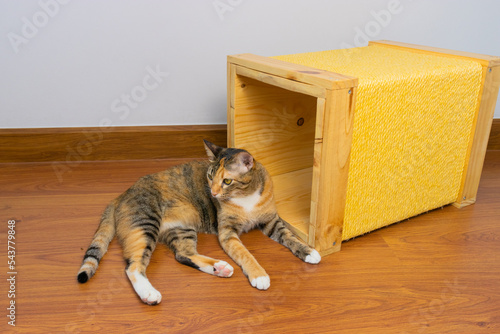 three color cat on the wooden floor laying down in fromt of the whitte background