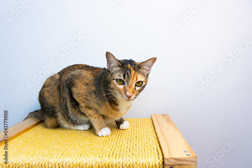 three color cat on the wooden toy laying down in fromt of the whitte background