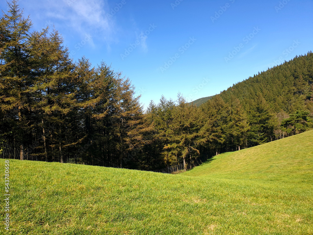 Naklejka premium landscape with trees
