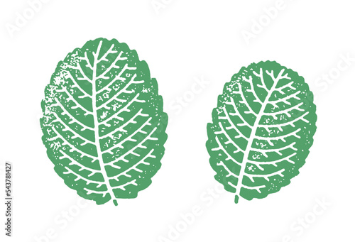 One color textured illustration of mint leaves