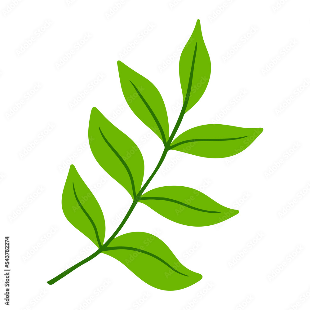 tropical leaf illustration for green design element