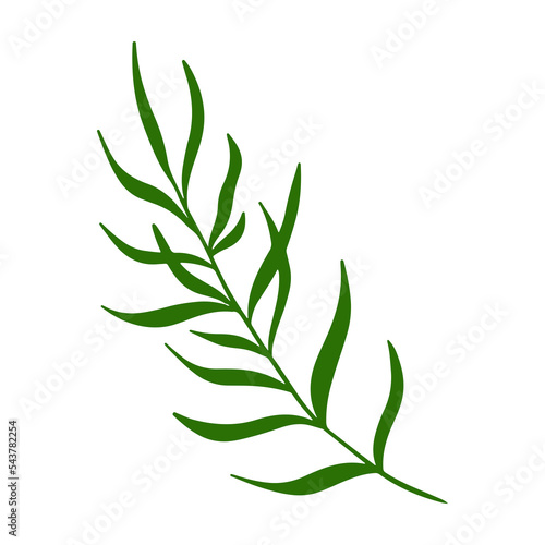 tropical leaf illustration for green design element