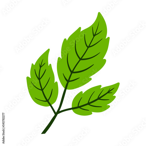 mint leaves tropical leaf illustration for green design element