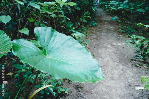奄美大島　ハートロックへ続く森
