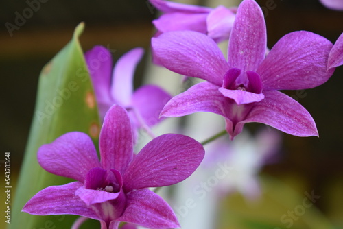 orchids in the home garden. Beautifully colored flowers 