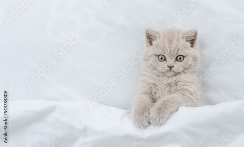 Cozy scottish kitten lying under white blanket on a bed at home and looks up. Top down view. Empty space for text