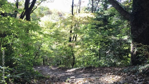 小仏城山から相模湖へ向かう登山道 