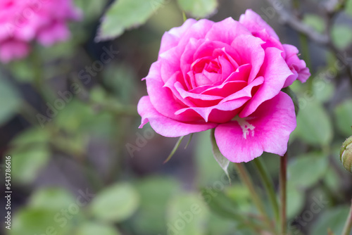 Pink rose, have green leaves blurred as backdrop suitable for use background © Jatuchai
