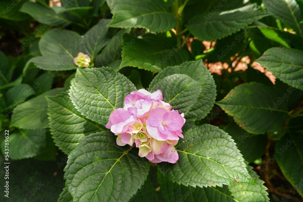 pink hydrangeas blooming on green leaf background