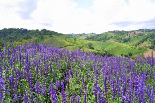 Blue salvia flowers blooming on natural background 