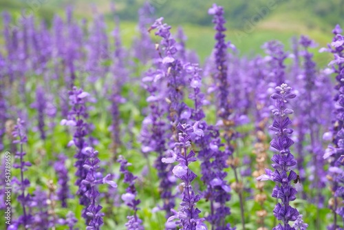 Blue salvia flowers blooming on natural background 